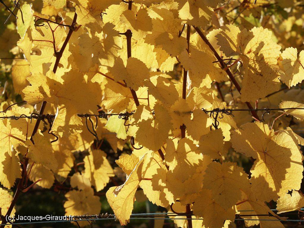 2005-11-01 16-30-31 Octobre 153,2mm 1_500_eme F5,0.JPG